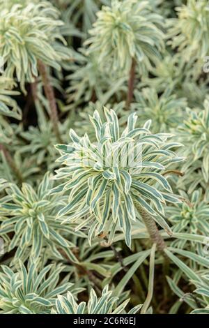 Mittelmeer-Wolfsmilch Euphorbia chacias Tigre de Tasmanie, sphème méditerranéen Euphorbia chacias Tigre de Tasmanie Banque D'Images