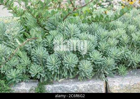 Mittelmeer-Wolfsmilch Euphorbia cacias SILVER SWAN, sphée méditerranéenne Euphorbia cacias SILVER SWAN Banque D'Images