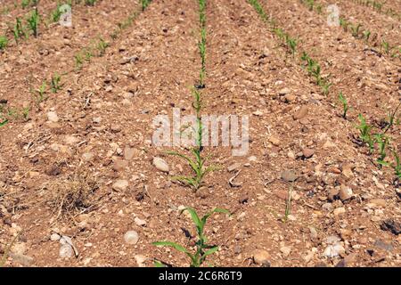 Rangées de jeunes pousses de maïs sur un champ de maïs Banque D'Images