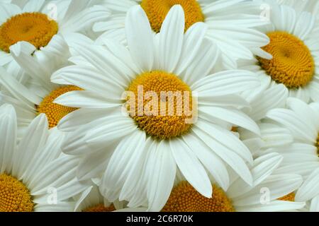 Un bouquet de grands chamomiles blancs. Vue de dessus. Сloseup Banque D'Images