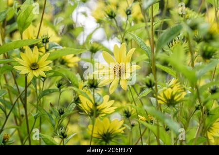 Kleinkoepfige Sonnenblume Helianthus Lemon Queen, petit tournesol Helianthus Lemon Queen Banque D'Images