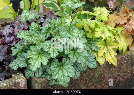 Purpurgloeckchen Heuchera Green Spice, × Heucherella Alabama Sunrise, Coral Bells Heuchera Green Spice, × Heucherella Alabama Sunrise Banque D'Images