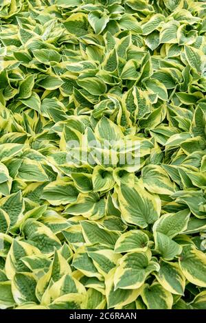 Funkie Hosta large Brem, Hosta Hosta Wide Brom Banque D'Images