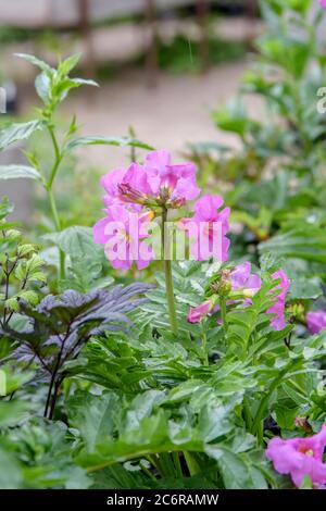 Freilandgloxinie Incarvillea delavayi, Freilandgloxinie Incarvillea delavayi Banque D'Images