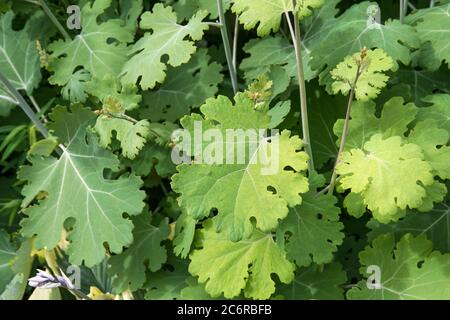 Federmohn Macleaya microcarpa Kelways Corail Plume, pavot de printemps Macleaya microcarpa Kelways Coral Plume Banque D'Images