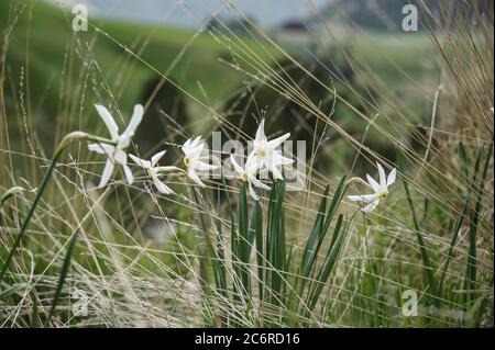 Weisse Narzisse Narcissus poeticus, White daffodil Narcissus poeticus Banque D'Images