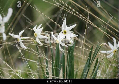 Weisse Narzisse Narcissus poeticus, White daffodil Narcissus poeticus Banque D'Images