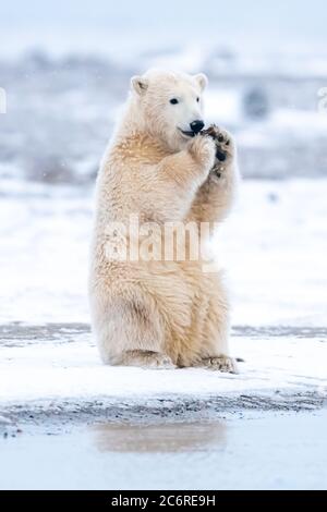 Ours polaire (Ursus maritimus) à Kaktovik, en Alaska Banque D'Images