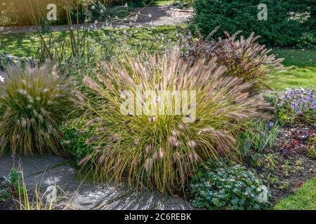 Lampenputzergras Pennisetum alopecuroides F. viridescens, fontaine Pennisetum alopecuroides F. viridescens Banque D'Images