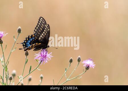 Papillon noir à queue d'aronde, polyxènes Papilio, sur fleur rose de Knappweed avec tons terre muets fond pallette texte espace copie Banque D'Images