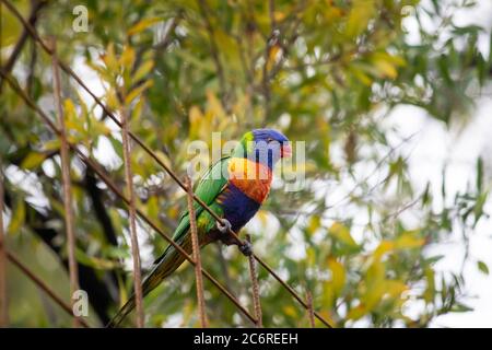 Un Lorikeet arc-en-ciel dans un arbre Banque D'Images