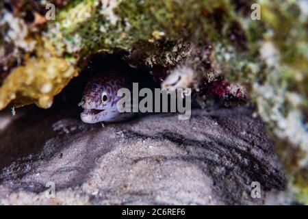 Une anguille moray à pois qui pend sur le récif de Bonaire, aux Pays-Bas. Banque D'Images