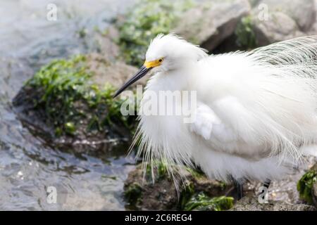 Egret enneigé, Egretta thula, avec des plumes soufflées près du bord de l'eau, un après-midi d'été Banque D'Images