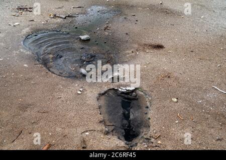 Petites piscines de geyser chaudes bouillonnantes dans le bassin de Norris Geyser, dans le parc national de Yellowstone, Wyoming Banque D'Images