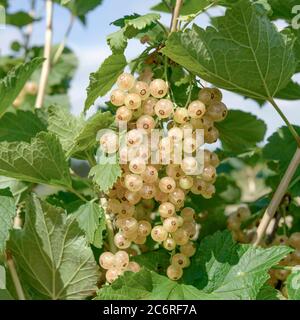 Weisse Johannisbeere Ribes rubrum Zitavia, White Currant Ribes rubrum Zitavia Banque D'Images