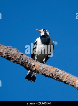Portrait vertical d'un Marque de Magpie (Grallina cyanoleuca) perché sur une branche, territoire du Nord, territoire du Nord, Australie Banque D'Images