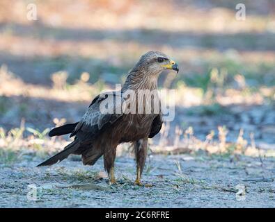 Un cerf-volant noir (Milvus Migrans) sur le terrain, territoire du Nord, territoire du Nord, Australie Banque D'Images