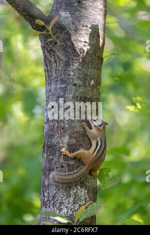 Jeune chipmunk de l'est, léchant la sève dans le nord du Wisconsin. Banque D'Images