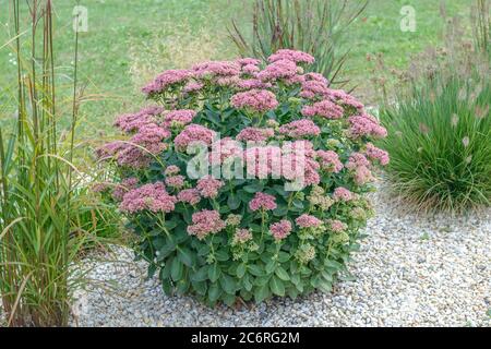 Fetthenne Sedum Herbstfreude, Stonecrop Sedum Autumn Joy Banque D'Images