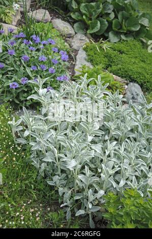 Wollziest Stachys byzantina, Berg-Flockenblume Centaurea montana, Wollziest Stachys byzantina, montagne de la montagne Centaurea montana Banque D'Images