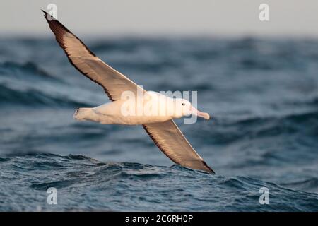 Vue de dessous de l'Albatros royal du Sud (Diomedea epomophora), volant à basse altitude au-dessus du courant Humboldt, dans le sud-est de l'océan Pacifique, près du Chili 26 février 2020 Banque D'Images