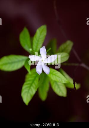 Vue du dessus de la fleur de jasmin de colza blanche Banque D'Images