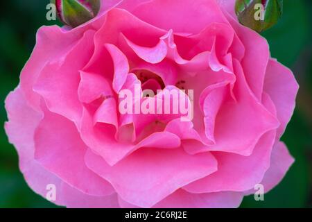 Magnifique rose rose gros plan sur fond vert flou Banque D'Images