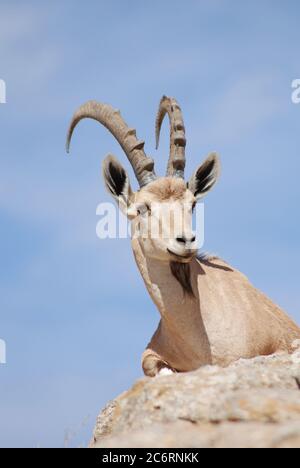 Ibex sur le bord du cratère Machtesh Ramon dans la ville de Mitzpe Ramon en Israël Banque D'Images