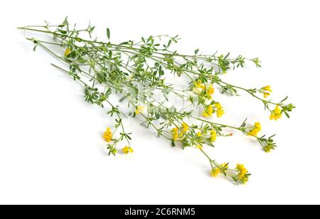 Medicago falcata ou la luzerne fauciforme, la luzerne à fleurs jaunes, la luzerne jaune, la médulse de faucille et la médulse jaune. Isolé Banque D'Images