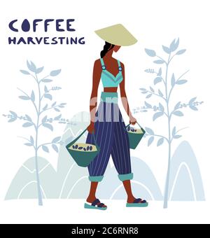 Une femme non identifiée cultivateur de café récolte des baies de café dans la ferme de café Illustration de Vecteur