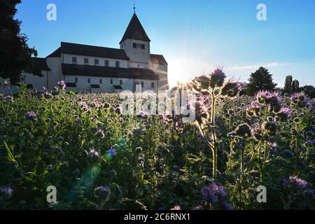 Insel Reichenau, Allemagne. 12 juillet 2020. Le soleil se lève derrière l'église de Saint-Georges, tandis que dans le premier plan est un champ plein de Phacelia, également connu sous le nom d'apiariste. L'église de Saint-Georg est un bâtiment d'église carolingienne et Ottonienne tardive à Oberzell, une banlieue sur l'île de Reichenau. L'église est un site du patrimoine mondial de l'UNESCO depuis 2000. Credit: Felix Kästle/dpa/Alay Live News Banque D'Images