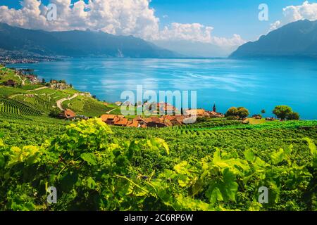 Vignobles pittoresques sur les pistes près du village de Rivaz. Beau paysage agricole avec vignobles et lac de Genève en arrière-plan, Suisse, UE Banque D'Images