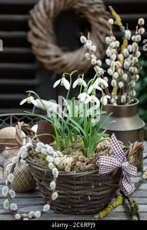 décoration printanière avec gouttes de neige dans le panier et pochons à saule dans une boîte de lait vintage Banque D'Images
