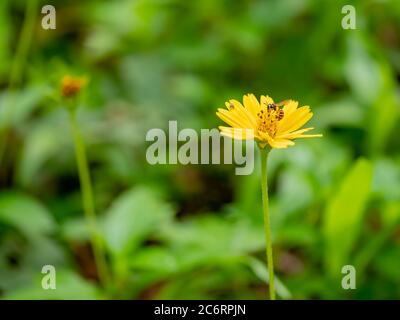 Wedelia trilobata, Sphagneticola trilobata (marguerites rampantes, Marguerite traînante, oeil-de-bœuf rampant, bellie grimpante, patte de lapin ou Marguerite de Singapour). Blosso Banque D'Images