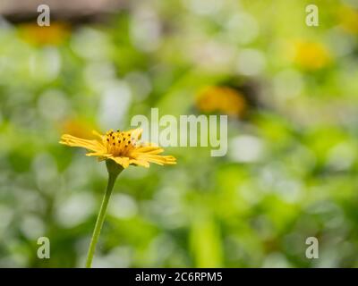 Wedelia trilobata, Sphagneticola trilobata (marguerites rampantes, Marguerite traînante, oeil-de-bœuf rampant, bellie grimpante, patte de lapin ou Marguerite de Singapour). Blosso Banque D'Images