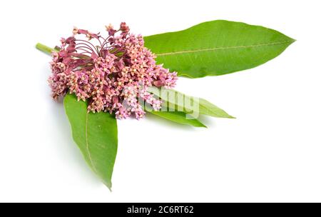 Asclepias syriaca, communément appelé lamilatweed commun, fleur de papillon, lamices, moût-hirondelles soyeux. Isolé sur blanc Banque D'Images