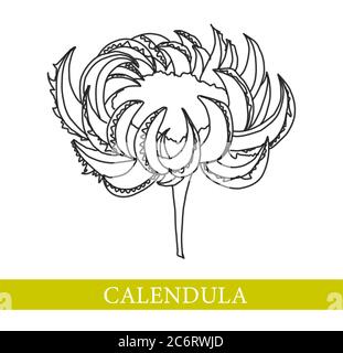 Fleur de calendula. Plantes médicinales. Illustration vectorielle Marigold Illustration de Vecteur