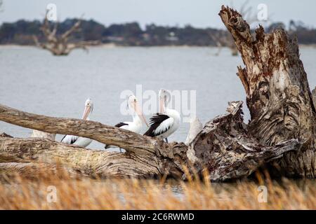 Pélicans assis sur un arbre de gomme rouge de rivière sur le lac bonney à barmera Australie méridionale le 23 2020 juin Banque D'Images