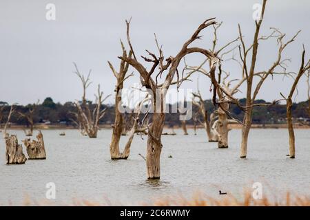 Arbre de gomme rouge de rivière sur le lac bonney à barmera, en australie méridionale, le 23 2020 juin Banque D'Images