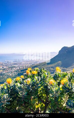 Vue sur la montagne de la Table entourée de buissons de protea (Leucospermum muirii) et de fynbos verts, le Cap, Afrique du Sud Banque D'Images