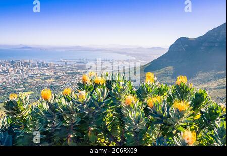 Vue sur la montagne de la Table entourée de buissons de protea (Leucospermum muirii) et de fynbos verts, le Cap, Afrique du Sud Banque D'Images