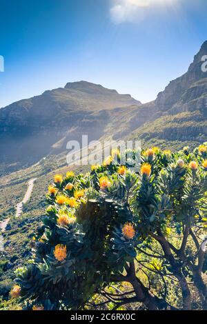 Vue sur la montagne de la Table entourée de buissons de protea (Leucospermum muirii) et de fynbos verts, le Cap, Afrique du Sud Banque D'Images