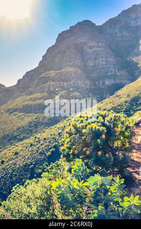 Vue sur la montagne de la Table entourée de buissons de protea (Leucospermum muirii) et de fynbos verts, le Cap, Afrique du Sud Banque D'Images