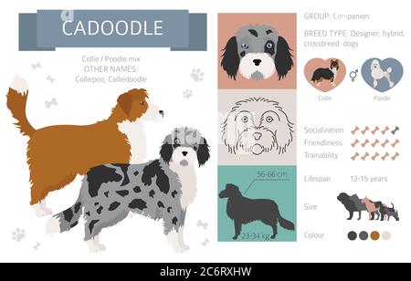 Collection de chiens de créateur, de race croisée et de pooches hybrides isolées sur du blanc. Infographie sur le style plat du style clipart. Illustration vectorielle Illustration de Vecteur