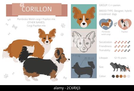 Collection de chiens de créateur, de race croisée et de pooches hybrides isolées sur du blanc. Infographie sur les clipart plates de Corillon. Illustration vectorielle Illustration de Vecteur