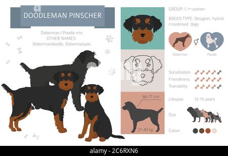 Collection de chiens de créateur, de race croisée et de pooches hybrides isolées sur du blanc. Infographie sur les clipart à l'allure plate de Doodleman Pinscher. Illustration vectorielle Illustration de Vecteur