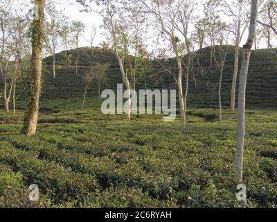 Srimongal est célèbre pour ses plus grands jardins de thé du monde, recouverts de tapis vert luxuriant. On peut avoir un coup d'œil sur la spectaculaire transformation du thé à l'Institut de recherche sur le thé. Le Bangladesh produit et exporte chaque année une grande quantité de thé de haute qualité. La plupart des propriétés de thé sont à Srémongol. Il est appelé 'le pays de deux feuilles et un bourgeon'. Il est également appelé camellia, tapis vert ou Tea Mountain. Il y a beaucoup de domaines de thé, y compris le plus grand au monde. Le jardin de thé en terrasse, les plantations d'ananas, de caoutchouc et de citron d'un beau paysage. C'est connu comme la capitale du thé à Ba Banque D'Images