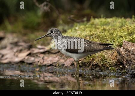 Passage à gué Greenshank Banque D'Images