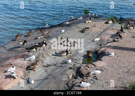 Différents oiseaux de mer - goélands communs, goélands à tête noire, bernaches de bernaches et canards colverts - perçant sur un petit îlot à Helsinki, en Finlande Banque D'Images