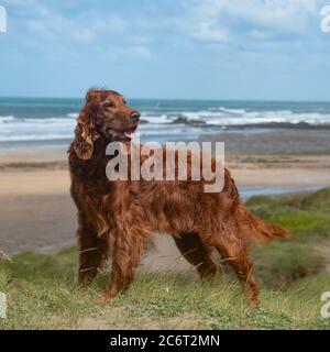 setter irlandais Banque D'Images